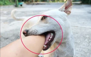 Cụ bà 77 tuổi ở Yên Bái bị đàn chó tấn công, nhiều vết thương nghiêm trọng